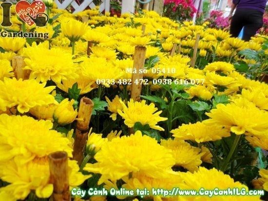 Cây Hoa Cúc Vàng – Ý Nghĩa, Cách Chăm Sóc & Mua Bán Sỉ Lẻ Giá Tốt Tại TP.HCM