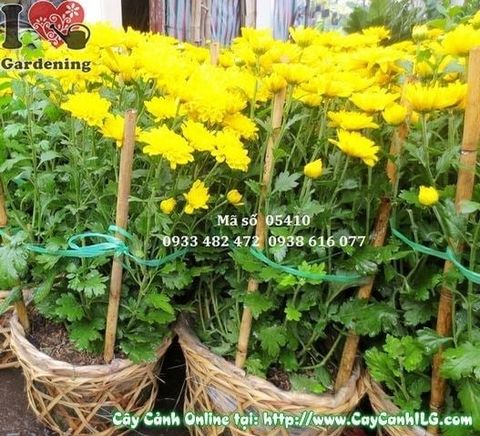 Cây Hoa Cúc Vàng – Ý Nghĩa, Cách Chăm Sóc & Mua Bán Sỉ Lẻ Giá Tốt Tại TP.HCM