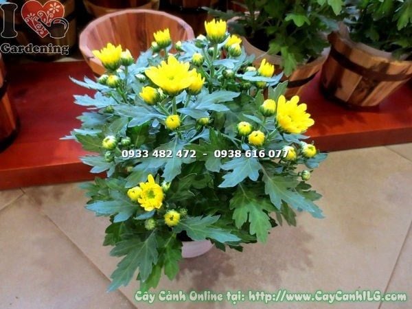 Cây Hoa Cúc Vàng – Ý Nghĩa, Cách Chăm Sóc & Mua Bán Sỉ Lẻ Giá Tốt Tại TP.HCM