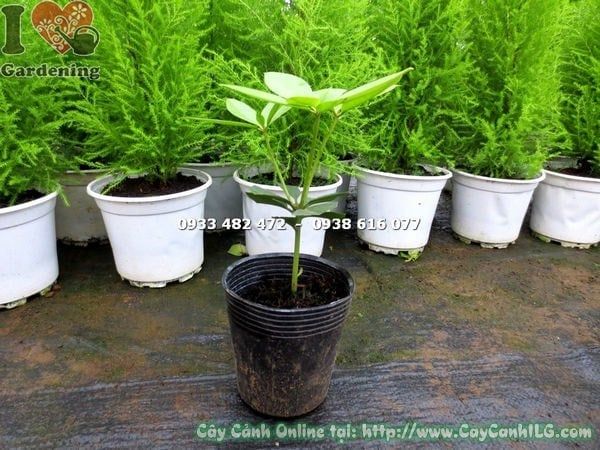 Cây Hoa Đỗ Quyên Úc – Ý Nghĩa, Cách Chăm Sóc & Mua Bán Sỉ Lẻ Giá Tốt Tại TP.HCM
