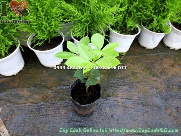 Cây Hoa Đỗ Quyên Úc – Ý Nghĩa, Cách Chăm Sóc & Mua Bán Sỉ Lẻ Giá Tốt Tại TP.HCM