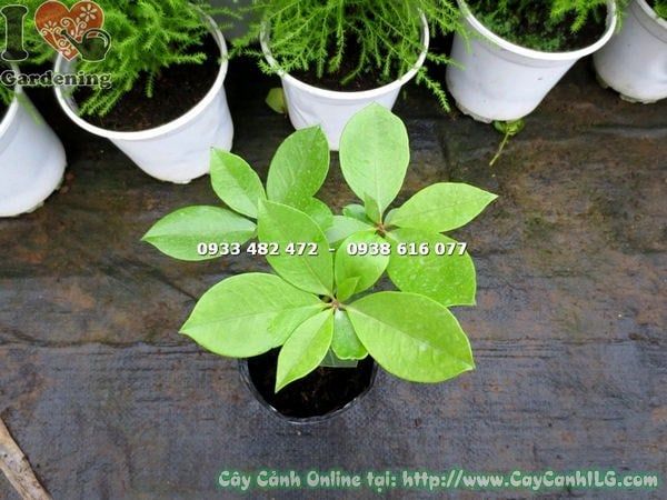Cây Hoa Đỗ Quyên Úc – Ý Nghĩa, Cách Chăm Sóc & Mua Bán Sỉ Lẻ Giá Tốt Tại TP.HCM