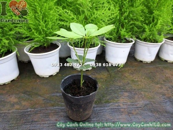 Cây Hoa Đỗ Quyên Úc – Ý Nghĩa, Cách Chăm Sóc & Mua Bán Sỉ Lẻ Giá Tốt Tại TP.HCM
