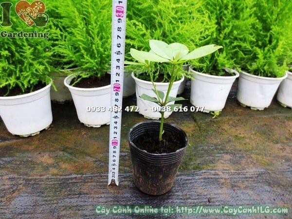 Cây Hoa Đỗ Quyên Úc – Ý Nghĩa, Cách Chăm Sóc & Mua Bán Sỉ Lẻ Giá Tốt Tại TP.HCM