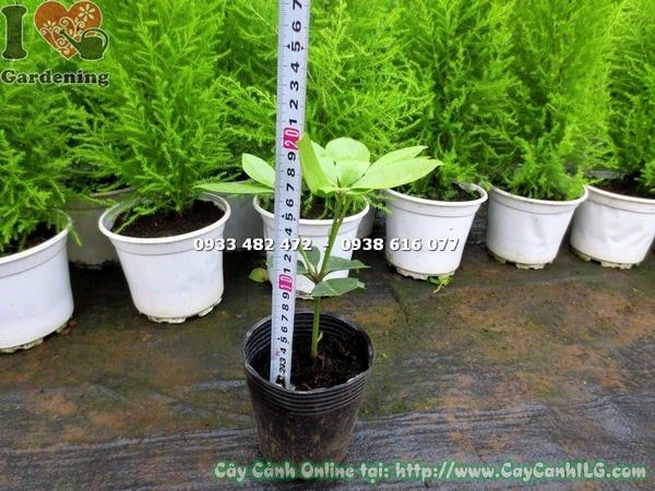 Cây Hoa Đỗ Quyên Úc – Ý Nghĩa, Cách Chăm Sóc & Mua Bán Sỉ Lẻ Giá Tốt Tại TP.HCM