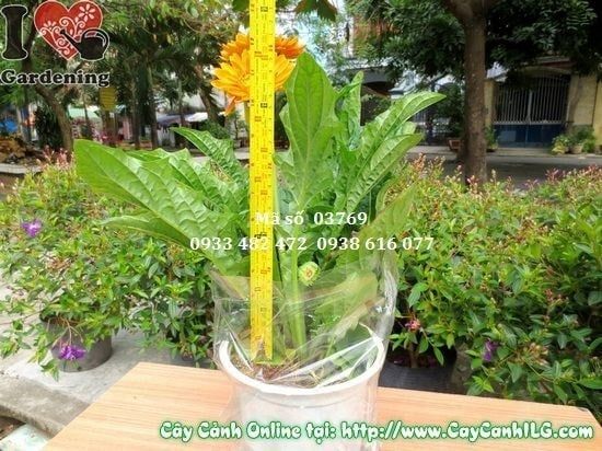 Cây Hoa Đồng Tiền – Ý Nghĩa, Cách Chăm Sóc & Mua Bán Sỉ Lẻ Giá Tốt Tại TP.HCM