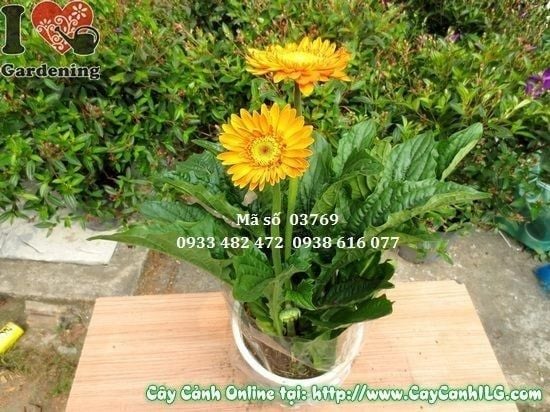 Cây Hoa Đồng Tiền – Ý Nghĩa, Cách Chăm Sóc & Mua Bán Sỉ Lẻ Giá Tốt Tại TP.HCM