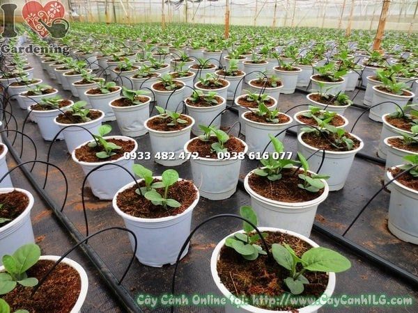 Cây Hoa Đồng Tiền – Ý Nghĩa, Cách Chăm Sóc & Mua Bán Sỉ Lẻ Giá Tốt Tại TP.HCM