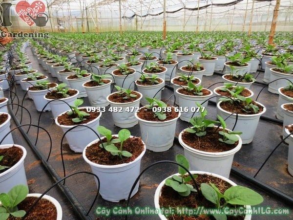 Cây Hoa Đồng Tiền – Ý Nghĩa, Cách Chăm Sóc & Mua Bán Sỉ Lẻ Giá Tốt Tại TP.HCM