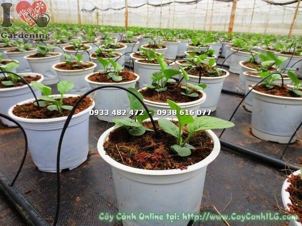 Cây Hoa Đồng Tiền – Ý Nghĩa, Cách Chăm Sóc & Mua Bán Sỉ Lẻ Giá Tốt Tại TP.HCM