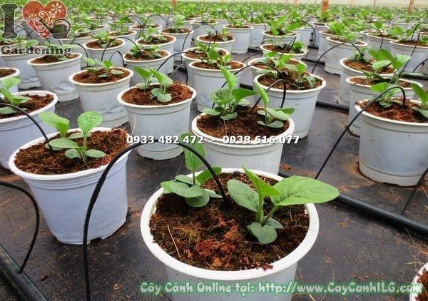Cây Hoa Đồng Tiền – Ý Nghĩa, Cách Chăm Sóc & Mua Bán Sỉ Lẻ Giá Tốt Tại TP.HCM