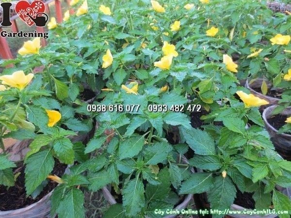 Cây Hoa Dừa Vàng – Ý Nghĩa, Cách Chăm Sóc & Mua Bán Sỉ Lẻ Giá Tốt Tại TP.HCM