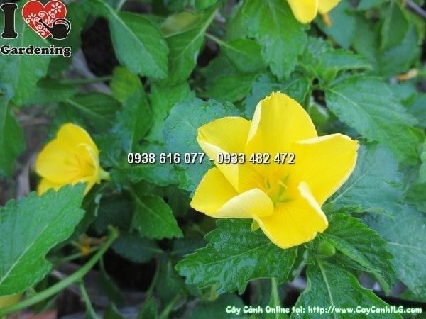 Cây Hoa Dừa Vàng – Ý Nghĩa, Cách Chăm Sóc & Mua Bán Sỉ Lẻ Giá Tốt Tại TP.HCM