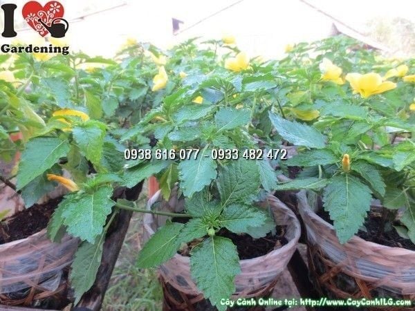 Cây Hoa Dừa Vàng – Ý Nghĩa, Cách Chăm Sóc & Mua Bán Sỉ Lẻ Giá Tốt Tại TP.HCM