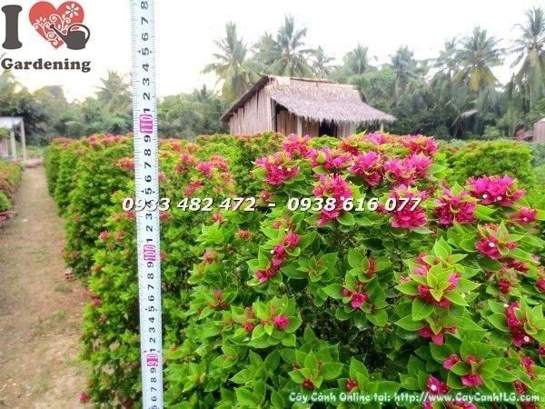 Cây Hoa Giấy Mỹ – Ý Nghĩa, Cách Chăm Sóc & Mua Bán Sỉ Lẻ Giá Tốt Tại TP.HCM