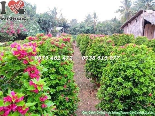 Cây Hoa Giấy Mỹ – Ý Nghĩa, Cách Chăm Sóc & Mua Bán Sỉ Lẻ Giá Tốt Tại TP.HCM