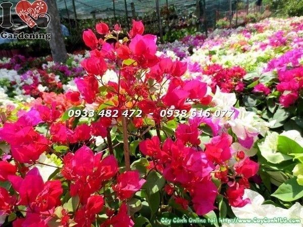 Cây Hoa Giấy Nhiều Màu – Ý Nghĩa, Cách Chăm Sóc & Mua Bán Sỉ Lẻ Giá Tốt Tại TP.HCM