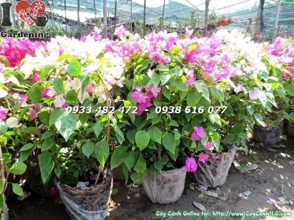 Cây Hoa Giấy Nhiều Màu – Ý Nghĩa, Cách Chăm Sóc & Mua Bán Sỉ Lẻ Giá Tốt Tại TP.HCM
