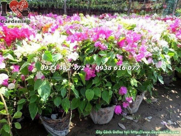 Cây Hoa Giấy Nhiều Màu – Ý Nghĩa, Cách Chăm Sóc & Mua Bán Sỉ Lẻ Giá Tốt Tại TP.HCM