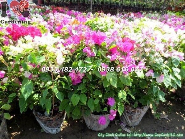 Cây Hoa Giấy Nhiều Màu – Ý Nghĩa, Cách Chăm Sóc & Mua Bán Sỉ Lẻ Giá Tốt Tại TP.HCM