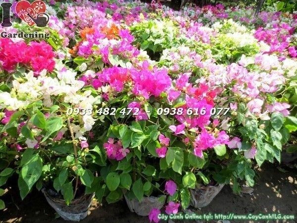 Cây Hoa Giấy Nhiều Màu – Ý Nghĩa, Cách Chăm Sóc & Mua Bán Sỉ Lẻ Giá Tốt Tại TP.HCM