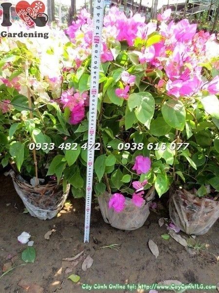 Cây Hoa Giấy Nhiều Màu – Ý Nghĩa, Cách Chăm Sóc & Mua Bán Sỉ Lẻ Giá Tốt Tại TP.HCM