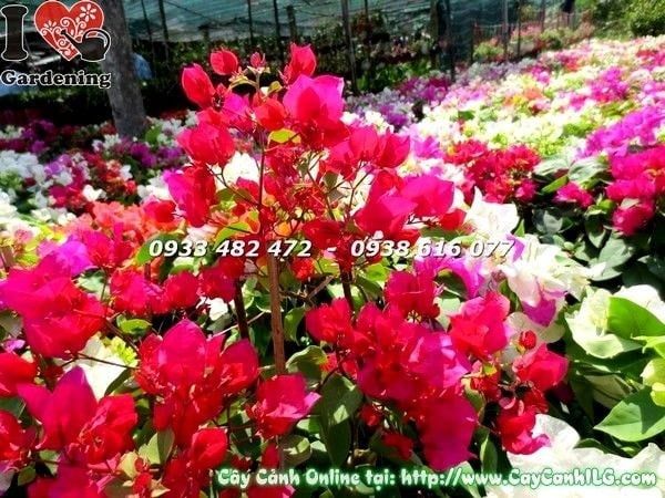 Cây Hoa Giấy Cẩm Thạch Đỏ – Ý Nghĩa, Cách Chăm Sóc & Mua Bán Sỉ Lẻ Giá Tốt Tại TP.HCM