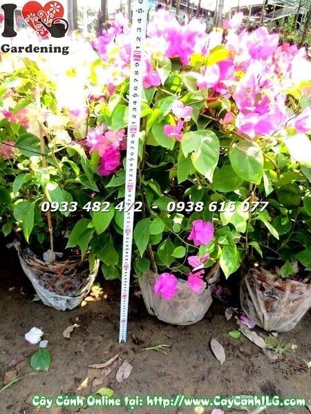 Cây Hoa Giấy Cẩm Thạch Đỏ – Ý Nghĩa, Cách Chăm Sóc & Mua Bán Sỉ Lẻ Giá Tốt Tại TP.HCM