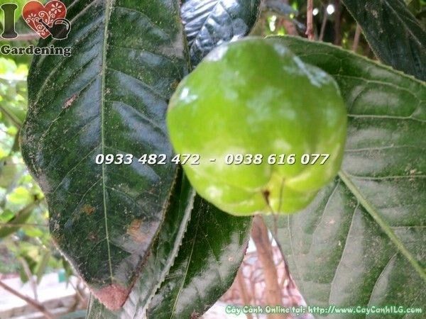 Cây Hoa Hải Đường – Ý Nghĩa, Cách Chăm Sóc & Mua Bán Sỉ Lẻ Giá Tốt Tại TP.HCM