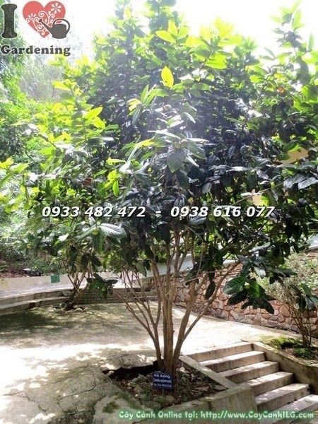Cây Hoa Hải Đường – Ý Nghĩa, Cách Chăm Sóc & Mua Bán Sỉ Lẻ Giá Tốt Tại TP.HCM