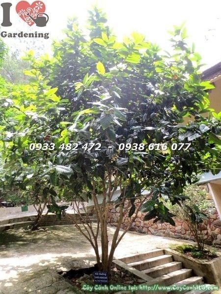 Cây Hoa Hải Đường – Ý Nghĩa, Cách Chăm Sóc & Mua Bán Sỉ Lẻ Giá Tốt Tại TP.HCM