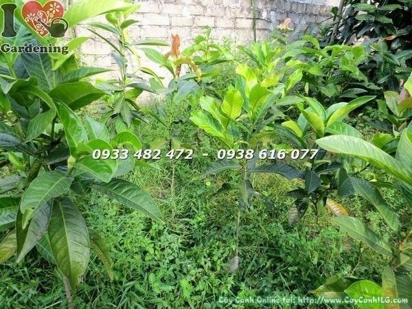 Cây Hoa Hải Đường – Ý Nghĩa, Cách Chăm Sóc & Mua Bán Sỉ Lẻ Giá Tốt Tại TP.HCM
