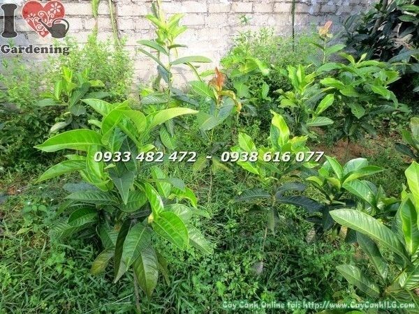 Cây Hoa Hải Đường – Ý Nghĩa, Cách Chăm Sóc & Mua Bán Sỉ Lẻ Giá Tốt Tại TP.HCM