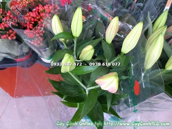 Cây Hoa Ly Lá – Ý Nghĩa, Cách Chăm Sóc & Mua Bán Sỉ Lẻ Giá Tốt Tại TP.HCM