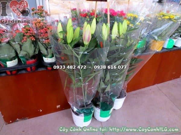 Cây Hoa Ly Lá – Ý Nghĩa, Cách Chăm Sóc & Mua Bán Sỉ Lẻ Giá Tốt Tại TP.HCM