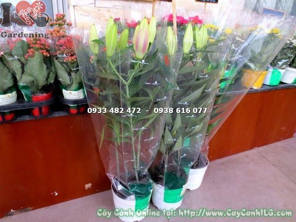 Cây Hoa Ly Lá – Ý Nghĩa, Cách Chăm Sóc & Mua Bán Sỉ Lẻ Giá Tốt Tại TP.HCM