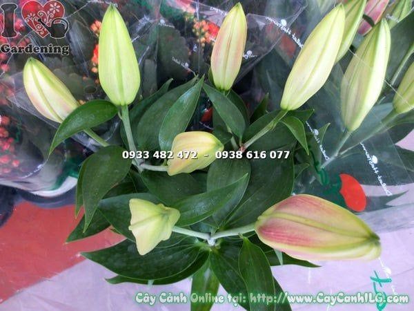Cây Hoa Ly Lá – Ý Nghĩa, Cách Chăm Sóc & Mua Bán Sỉ Lẻ Giá Tốt Tại TP.HCM