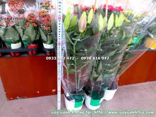 Cây Hoa Ly Lá – Ý Nghĩa, Cách Chăm Sóc & Mua Bán Sỉ Lẻ Giá Tốt Tại TP.HCM