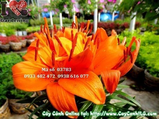Cây Hoa Ly Lá – Ý Nghĩa, Cách Chăm Sóc & Mua Bán Sỉ Lẻ Giá Tốt Tại TP.HCM