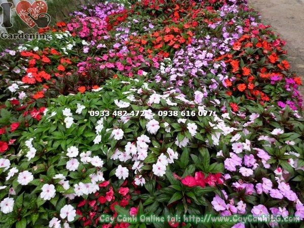 Cây Mai Dạ Thảo – Ý Nghĩa, Cách Chăm Sóc & Mua Bán Sỉ Lẻ Giá Tốt Tại TP.HCM