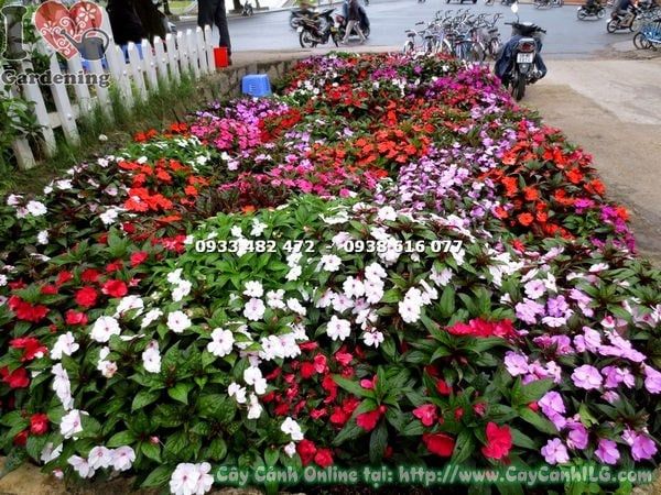 Cây Mai Dạ Thảo – Ý Nghĩa, Cách Chăm Sóc & Mua Bán Sỉ Lẻ Giá Tốt Tại TP.HCM
