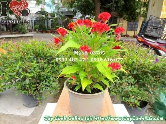 Cây Hoa Mào Gà – Ý Nghĩa, Cách Chăm Sóc & Mua Bán Sỉ Lẻ Giá Tốt Tại TP.HCM