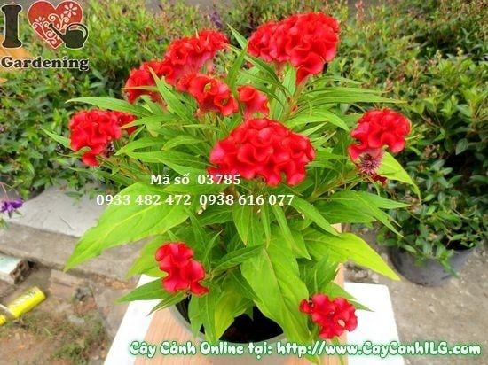 Cây Hoa Mào Gà – Ý Nghĩa, Cách Chăm Sóc & Mua Bán Sỉ Lẻ Giá Tốt Tại TP.HCM