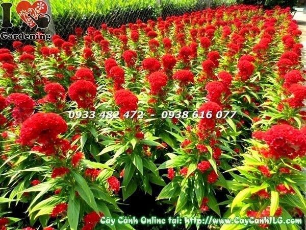 Cây Hoa Mào Gà – Ý Nghĩa, Cách Chăm Sóc & Mua Bán Sỉ Lẻ Giá Tốt Tại TP.HCM