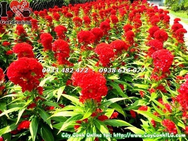 Cây Hoa Mào Gà – Ý Nghĩa, Cách Chăm Sóc & Mua Bán Sỉ Lẻ Giá Tốt Tại TP.HCM