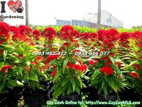 Cây Hoa Mào Gà – Ý Nghĩa, Cách Chăm Sóc & Mua Bán Sỉ Lẻ Giá Tốt Tại TP.HCM
