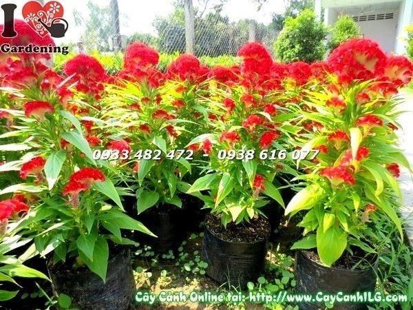 Cây Hoa Mào Gà – Ý Nghĩa, Cách Chăm Sóc & Mua Bán Sỉ Lẻ Giá Tốt Tại TP.HCM