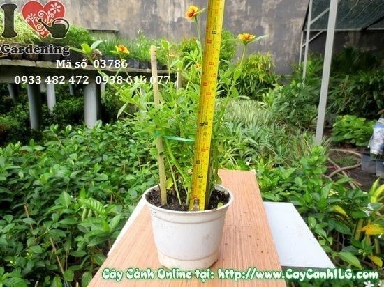 Cây Hoa Mười Giờ Sam – Ý Nghĩa, Cách Chăm Sóc & Mua Bán Sỉ Lẻ Giá Tốt Tại TP.HCM
