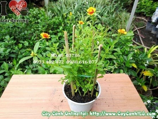 Cây Hoa Mười Giờ Sam – Ý Nghĩa, Cách Chăm Sóc & Mua Bán Sỉ Lẻ Giá Tốt Tại TP.HCM