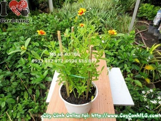Cây Hoa Mười Giờ Sam – Ý Nghĩa, Cách Chăm Sóc & Mua Bán Sỉ Lẻ Giá Tốt Tại TP.HCM